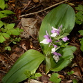 showy_orchis_galearis_spectabilis_george_thompson_3970_1may23.jpg