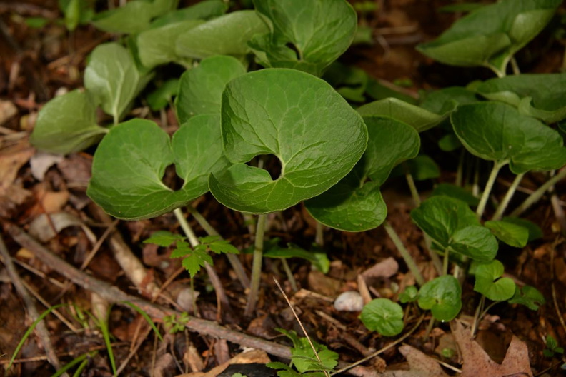 wild_ginger_asarum_canadense_george_thompson_3903_1may23.jpg