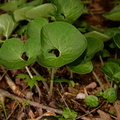 wild ginger asarum canadense george thompson 3903 1may23