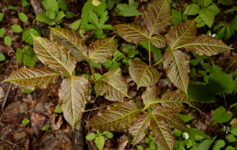 wild sarsaparilla aralia nudicaulis george thompson 3972 1may23