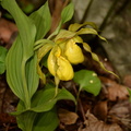 yellow lady slipper cypripedium parviflorum george thompson 3983 1may23