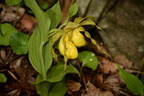 yellow lady slipper cypripedium parviflorum george thompson 3983 1may23