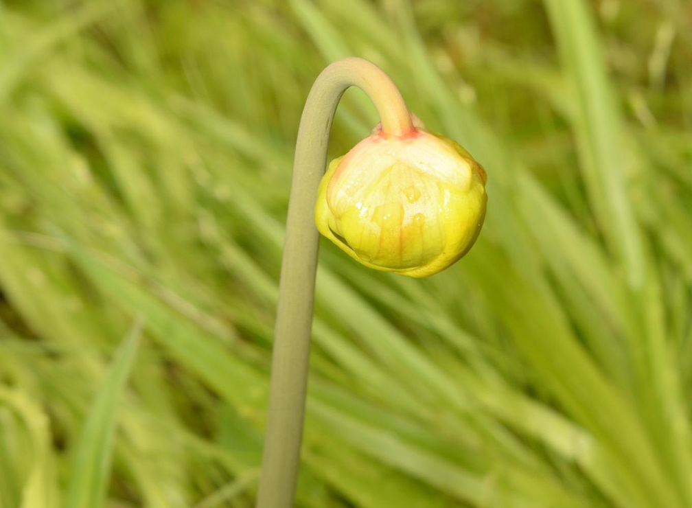 common pitcher plant sarracenia purpurea mount cuba 4254 3may23