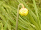 common pitcher plant sarracenia purpurea mount cuba 4254 3may23