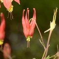 eastern red columbine aquilegia canadensis 4224 3may23