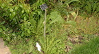 weeds boerner botanical garden 4846 4jun23