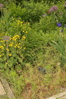 weeds boerner botanical garden 4847 4jun23