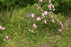 weeds boerner botanical garden 4878 4jun23
