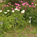 weeds boerner botanical garden 4894 4jun23