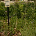 weeds boerner botanical garden 4901 4jun23