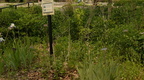 weeds boerner botanical garden 4901 4jun23