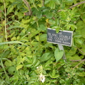 weeds rose garden boerner botanical garden 4881 4jun23