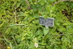 weeds rose garden boerner botanical garden 4881 4jun23