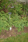 weeds rose garden boerner botanical garden 4896 4jun23