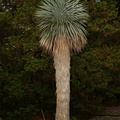 big_bend_yucca_yucca_rostrata_new_york_botanical_garden_4515_5may23.jpg