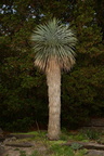 big bend yucca yucca rostrata new york botanical garden 4515 5may23