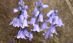 hyacinthoides massartiana untermyer yonkers 4663 6may23