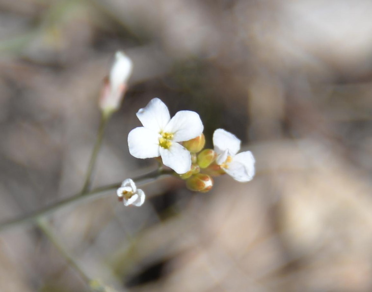 rockcress arabidopsis lyrata farm 2067 15apr24