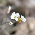 rockcress arabidopsis lyrata farm 2067 15apr24