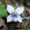 woodland white violet viola blanda wehr 2139 13may24