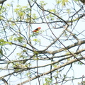 scarlet tanager wehr 2156 13may24