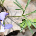 birds foot violet viola pedata farm 2173 15may24