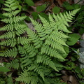spinulose wood fern dryopteris carthusiana farm 2296 22may24