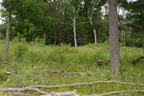 front forty logged area farm 2435 4jun24