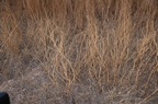 blackwell switchgrass panicum virgatum minuteman missile museum 0709 13sep24
