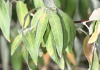 russian olive elaeagnus angustifolia powder river wyoming 1442 16sep24