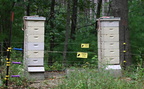 beehives farm 0193 5sep24