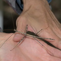 common walking stick diapheromera femorata sarah reilly middle forty farm 4237 25aug25zac