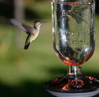 hummingbird 24aug16b
