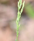 rough bluegrass poa trivialis farm 5152 11may26