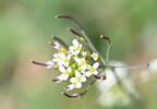 thale-cress arabidopsis thaliana farm 5160 11may26