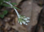 pussytoes antennaria plantaginifolia farm 5156 11may26