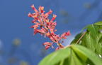 buckeye aesculus pavia farm 5142 11may26