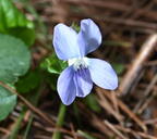 blue violet viola sororia farm 5139 11may26