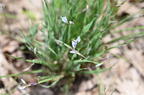 blue eyed grass sisyrinchium albidum farm 5154 11may26