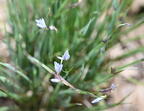 blue eyed grass sisyrinchium albidum farm 5153 11may26
