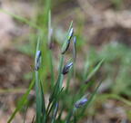 blue eyed grass sisyrinchium albidum farm 5146 11may26
