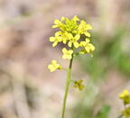 american yellow-rocket barbarea orthoceras farm 5147 11may26