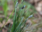 blue eyed grass sisyrinchium albidum farm 5145 11may26