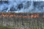 prescribed burn tall grass restoration wehr whitnall park 5016 22apr26