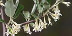 autumn olive elaeagnus umbellata wehr 5206 18may26