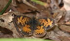 pearl cresent phyciodes tharos farm 5329 2jun26