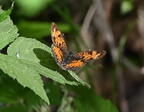 pearl crescent phyciodes tharos farm 5287 2jun26