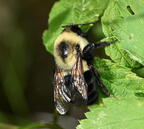 common eastern bumble bee bombus impatiens farm 5309 2jun26