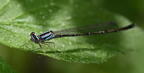 familiar bluet enallagma civile farm 5281 2jun26