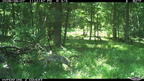 timber wolf canis lupus farm 0561 7jun26 purple
